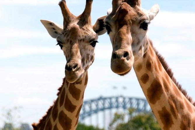 Taronga Zoo Entry & Return Ferry - Sydney Harbour - Circular Quay to Taronga Zoo: what the ferry ride really gives you