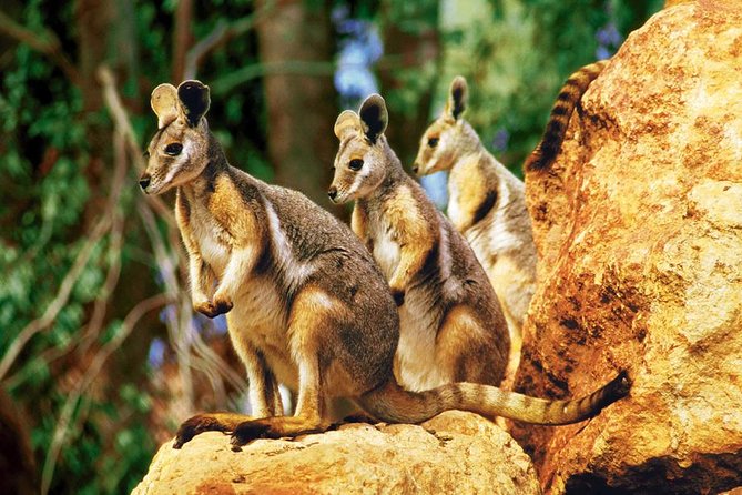 Taronga Zoo Entry & Sydney Harbour 2-Day Hop On Hop Off Cruise - Key things I’d prioritize