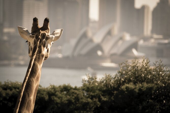 Taronga Zoo Entry & Sydney Harbour 2-Day Hop On Hop Off Cruise - How this 2-day harbour pass really works (and why it’s great value)