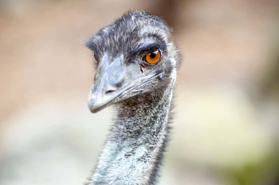 Taronga Zoo Sydney Wild Australia Experience - Key highlights that make this tour worth your time