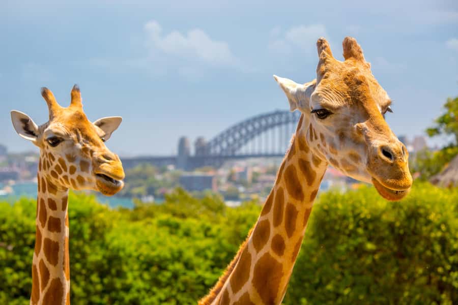 Taronga Zoo Sydney Wild Australia Experience - What this Wild Australia tour is really about at Taronga