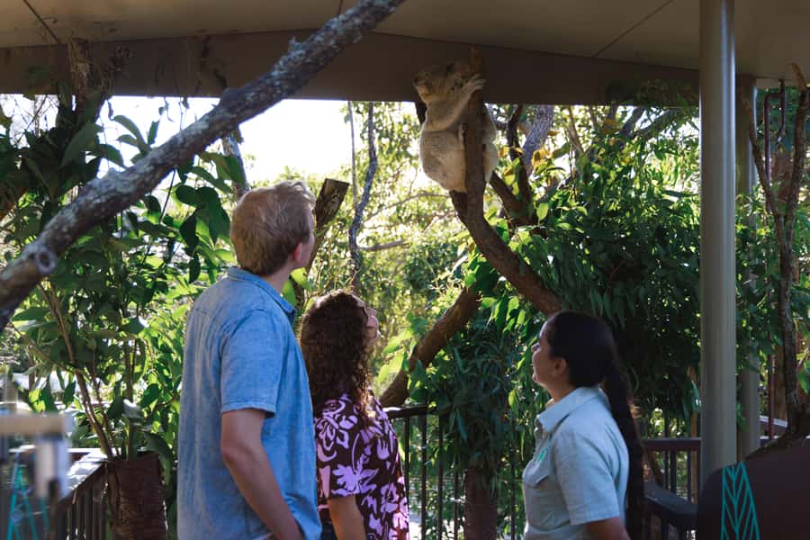 Taronga Zoo Sydney Wild Australia Experience - The koala encounter: what you should watch for