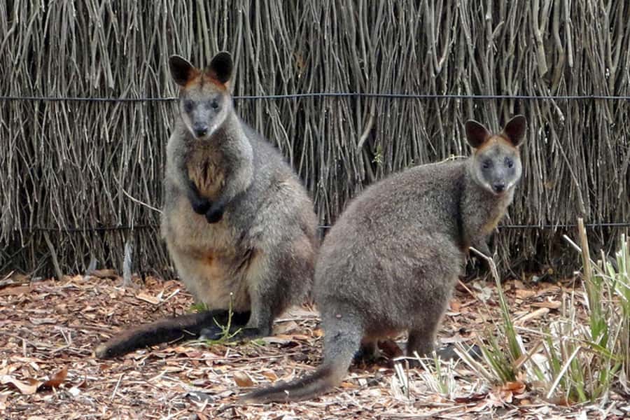 Taronga Zoo Sydney Wild Australia Experience - Platypus mysteries and the joy of learning what you didn’t know