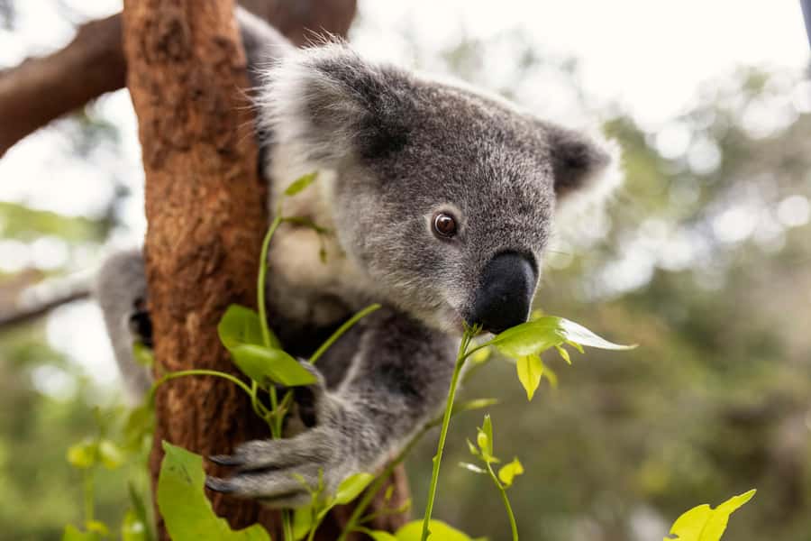 Taronga Zoo Sydney Wild Australia Experience - Timing: why 2 hours feels like the right length