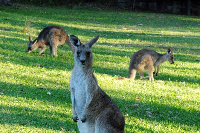 Walking with Wild Kangaroos Private Half-Day Trip from Sydney - Key things that make this tour work