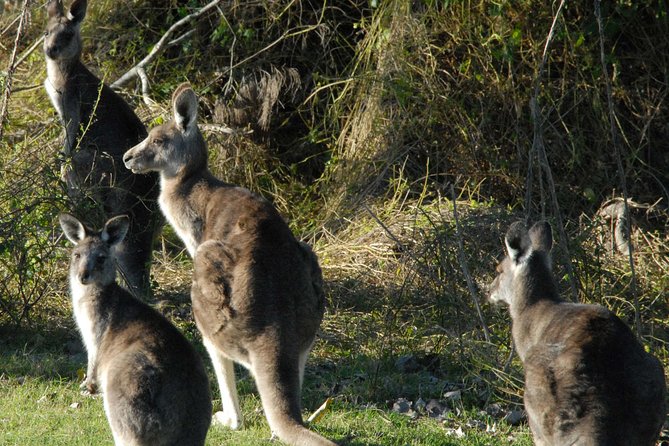 Walking with Wild Kangaroos Private Half-Day Trip from Sydney - A private guide turns wild kangaroos into real sightings