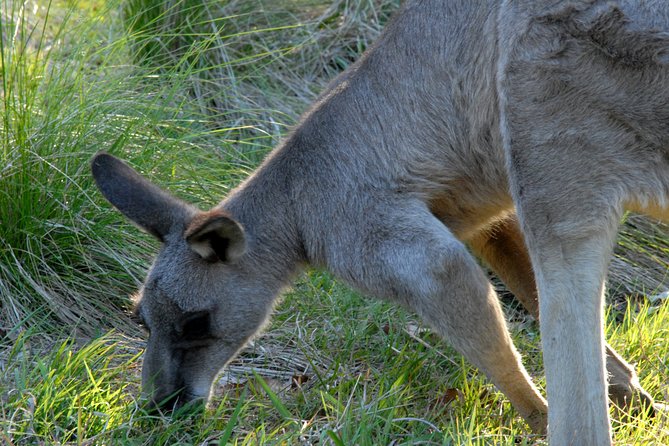 Walking with Wild Kangaroos Private Half-Day Trip from Sydney - Stop 1: the wildlife viewing window where the numbers add up