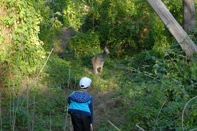 Walking with Wild Kangaroos Private Half-Day Trip from Sydney - Who this tour fits best (and who might want to pass)