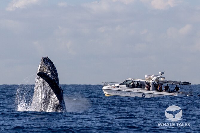 Whale Watching Boat Trip in Sydney - Darling Harbour to the open ocean: how your 2.5-hour whale search plays out