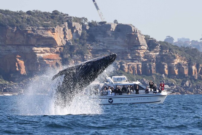 Whale Watching Boat Trip in Sydney - The whale sighting guarantee that changes your odds
