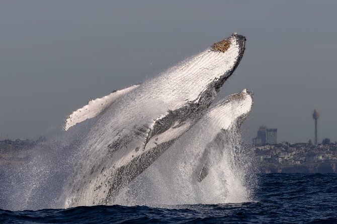 Whale Watching Boat Trip in Sydney - Live onboard commentary: what you’ll actually learn while you wait