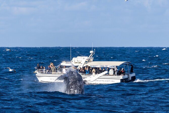 Whale Watching Boat Trip in Sydney - Where you sit and how to improve your sightings