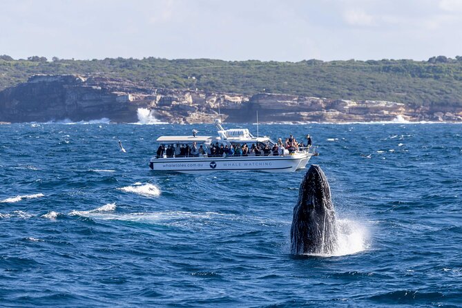 Whale Watching Boat Trip in Sydney - What to pack: rain jacket, hat, waterproof shoes, and a backup plan