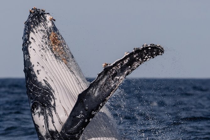 Whale Watching Boat Trip in Sydney - Crew service and photo memories: getting more than just memories of wind and water