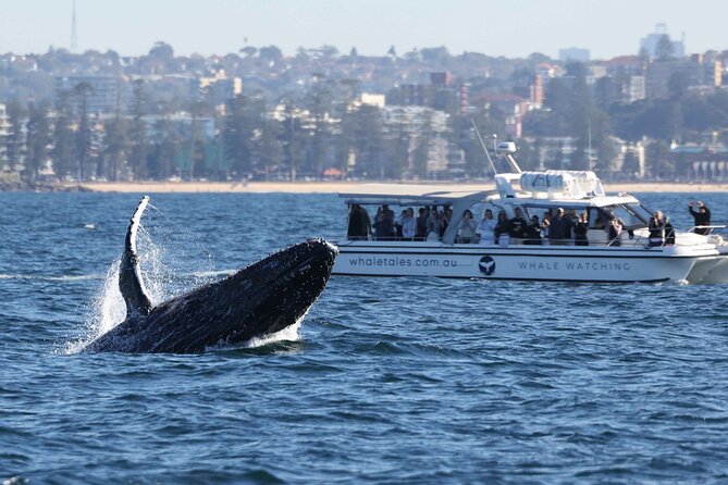 Whale Watching Boat Trip in Sydney - Harbour Bridge and Opera House views before you even find whales