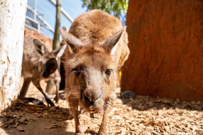 WILD LIFE Sydney Entrance Ticket - The Aviary and Butterfly House: When Indoor Details Matter