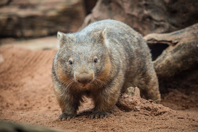 WILD LIFE Sydney Entrance Ticket - Talks, Education, and Special Encounters (Including Tyra and Oliver)