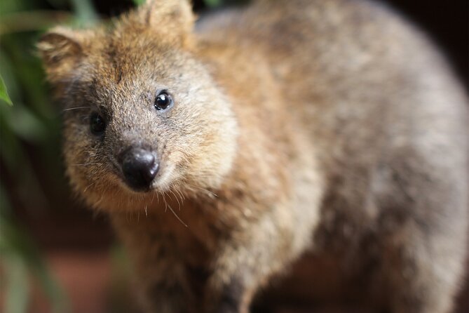 WILD LIFE Sydney Entrance Ticket - Upgrades That Change the Feel: Koala Breakfast and Attractions Pass