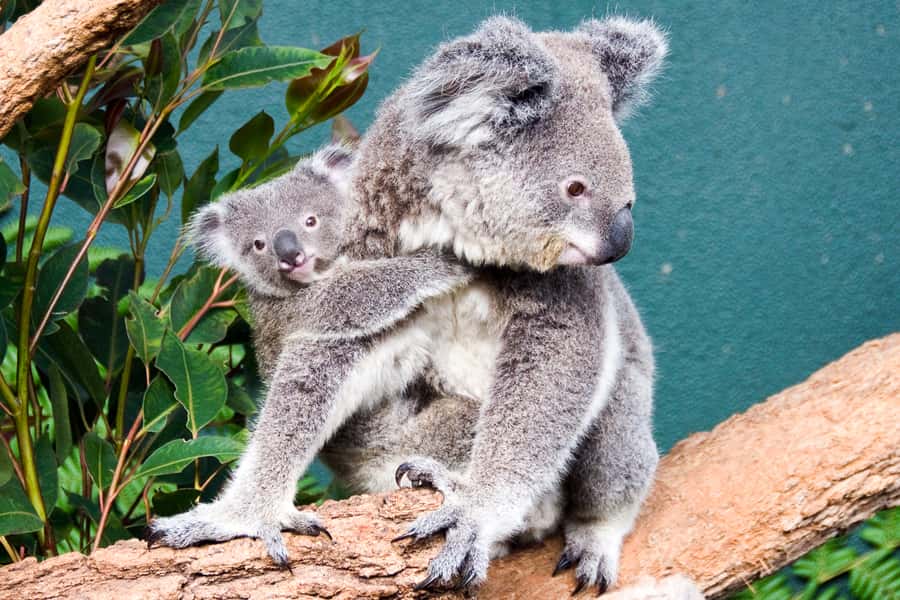 WILD LIFE Sydney Zoo - Quick hits you’ll feel in real life