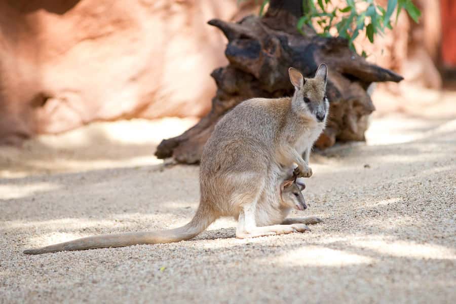 WILD LIFE Sydney Zoo - Price and time value: is $27 per person worth it?