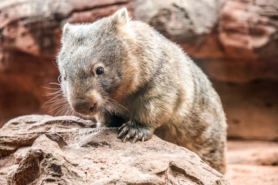 WILD LIFE Sydney Zoo - WILD LIFE Sydney at Aquarium Wharf: a zoo inside Darling Harbour