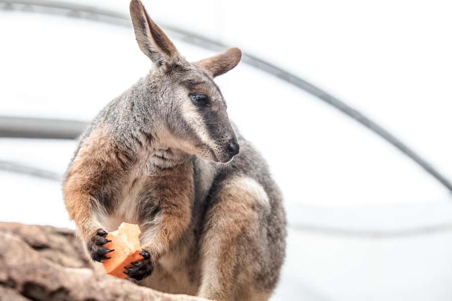 WILD LIFE Sydney Zoo - Kangaroos and wallaby cliffs: the walk-through part