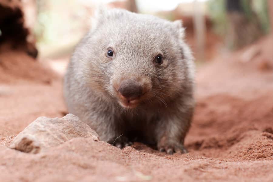 WILD LIFE Sydney Zoo - Koalas, wombats, and echidnas: cuddly, then busy burrows