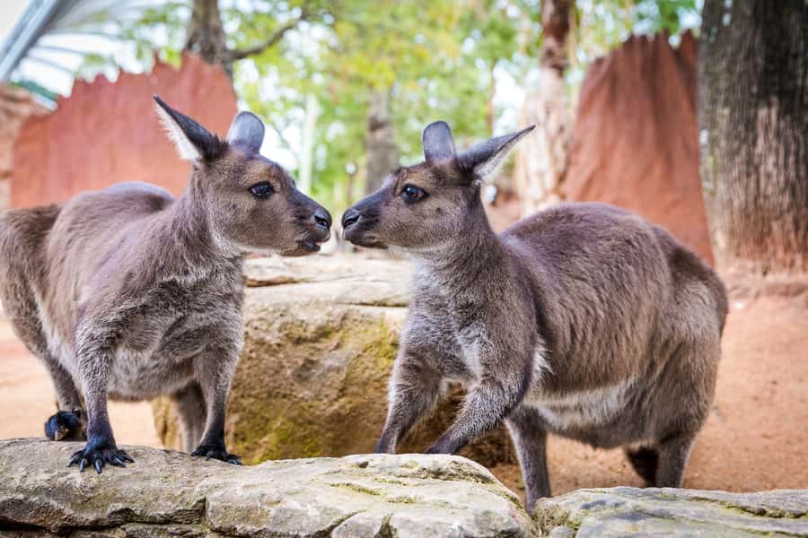WILD LIFE Sydney Zoo - Rainforest and Top End scenery: Daintree and Kakadu in a city