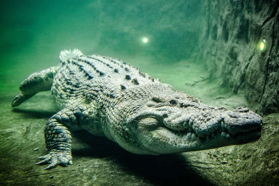 WILD LIFE Sydney Zoo - Keeper talks: how to get more out of your visit