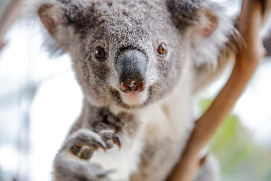 WILD LIFE Sydney Zoo - Nine habitat zones, one self-guided route through Australia
