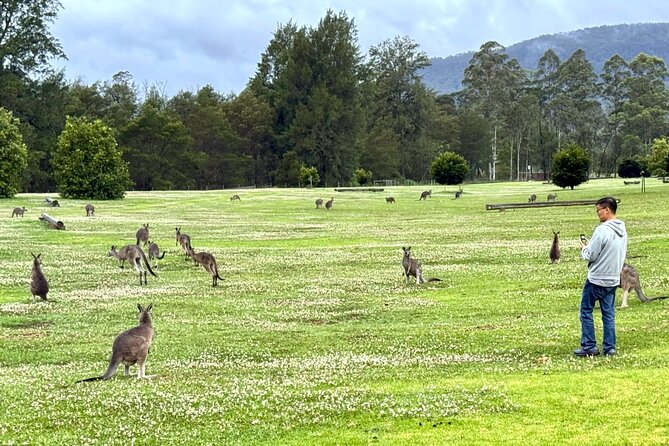 WILD Wombat and Kangaroo Day Tour, All Inclusive - Who this tour fits best (and who should think twice)