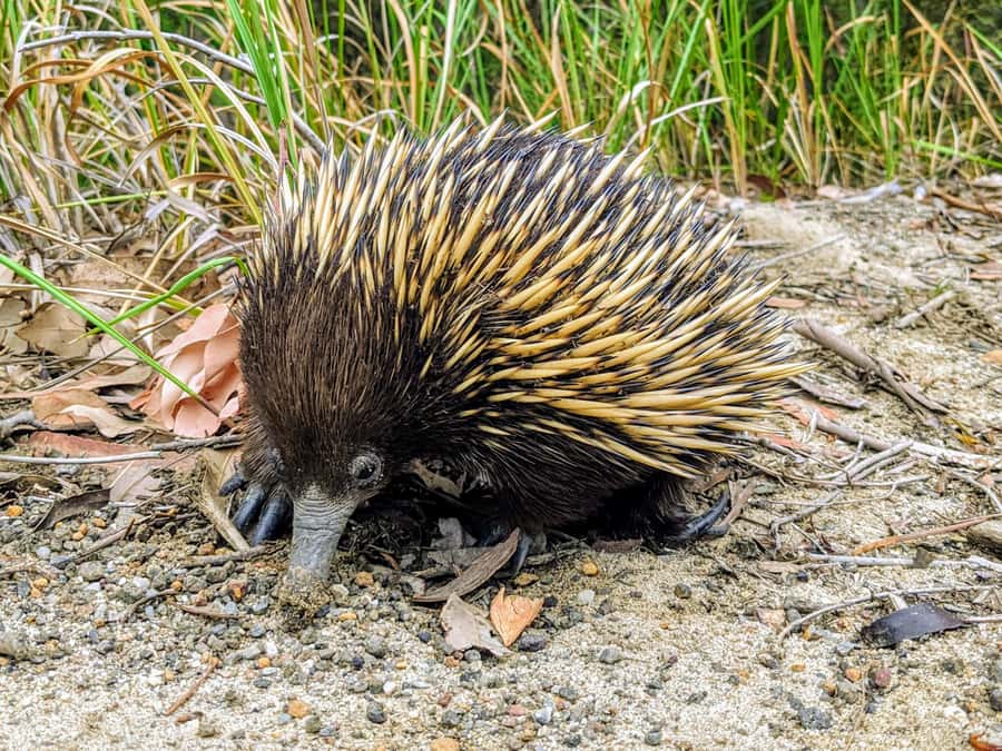 WILD Wombats and Kangaroo Experience, All Inclusive, Sydney - Robertson Pie Shop lunch: a winter-only value boost
