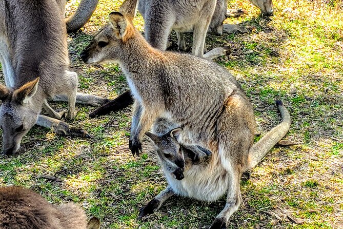 Wildlife, Waterfalls and Wine Day Tour from Sydney - Morton National Park Waterfall Walk: An Easy Hike That Still Delivers