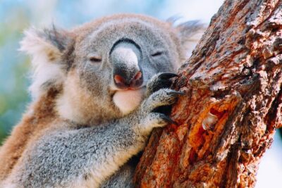 Wildlife, Waterfalls and Wine Day Tour from Sydney - Bald Hill Lookout and the Coast: Photos With Real Atmosphere