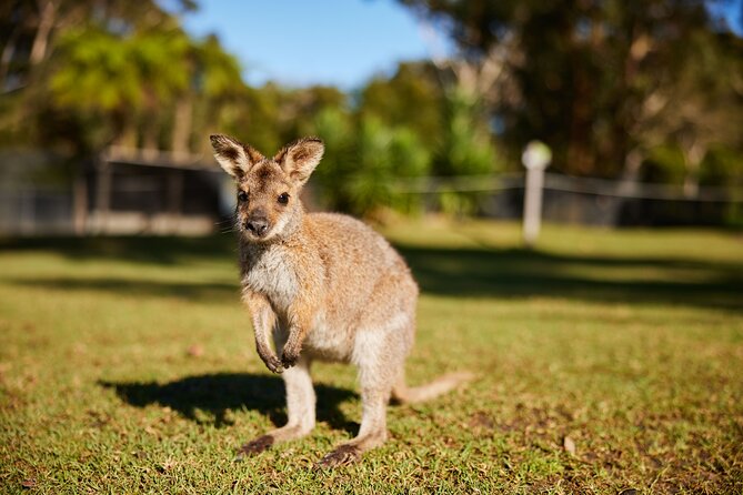Wildlife, Waterfalls and Wine Day Tour from Sydney - Boutique Wine Tasting at the Winery: Small, Local, and Relaxed